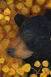 Aspen Bear 2